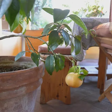 Dimora Degli Ulivi Βίλα *